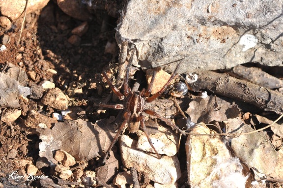 Trauerwolfspinne (Pardosa lugubris)